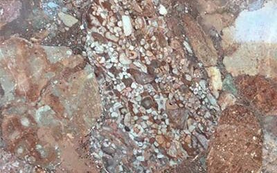 Fossils in Cañon City Fountain Conglomerate