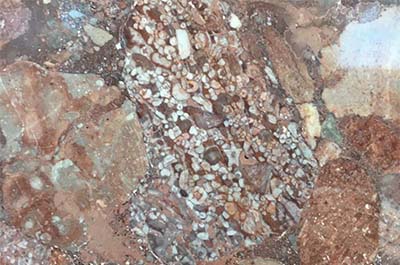 FOSSILS IN CANON CITY FOUNTAIN CONGLOMERATE