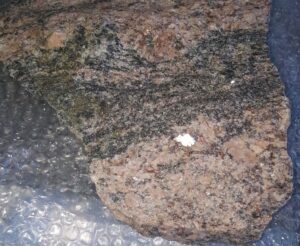 The 3.5 billion year old Morton gneiss rock given to the Geology Time Trail by James and Susie Aber