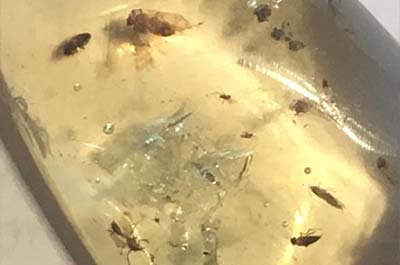 insects trapped in amber