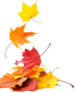 leaf background